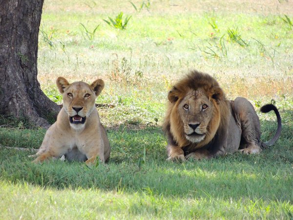 Comment organiser une expédition pour observer les lions dans le parc national de Serengeti, Tanzanie?